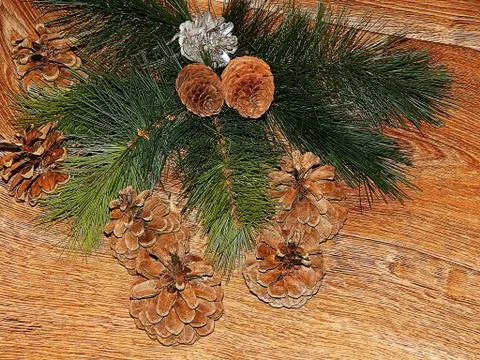 Cedar cones close-up Stock Photos