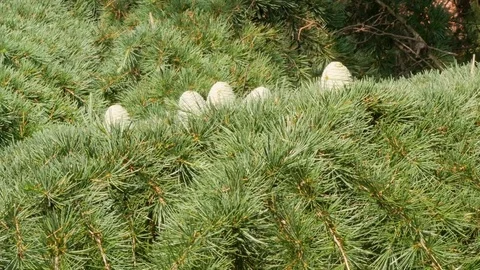Cedar with Cones Stock Footage 83142077