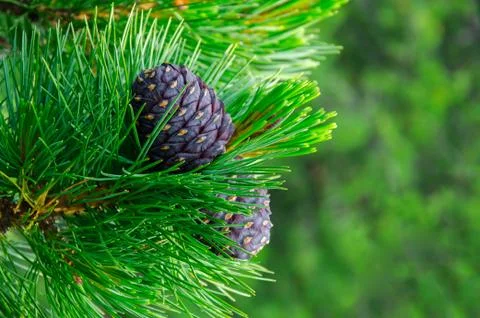 Cedar cones hang very high on the branch. Stock Photos