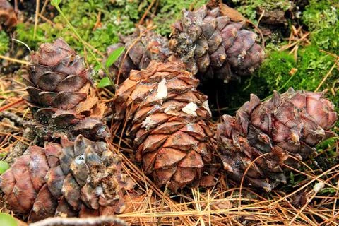 Cedar cones lie on the ground in the forest. Stock Photos