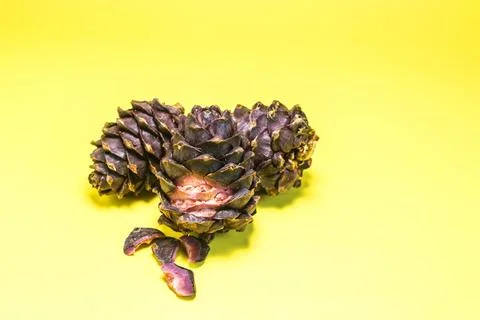 Cedar cones with nuts close-up. Stock Photos