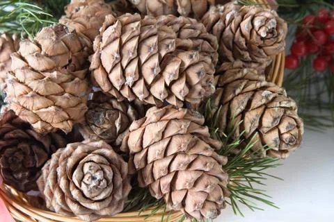 Cedar cones 스톡 사진