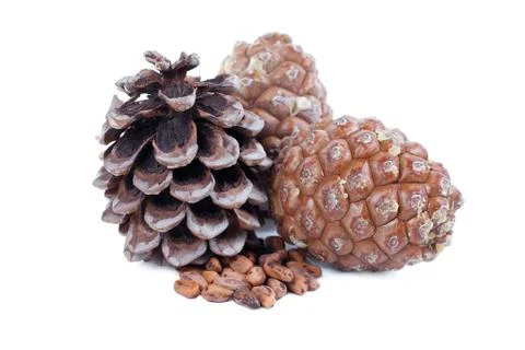Cedar cones Stock Photos