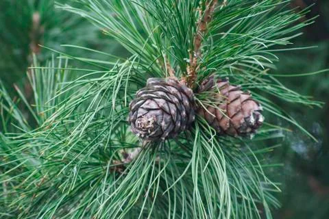 Cedar cones Stock Photos