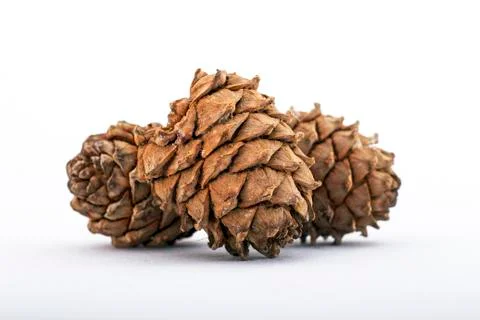 Cedar cones Stock Photos