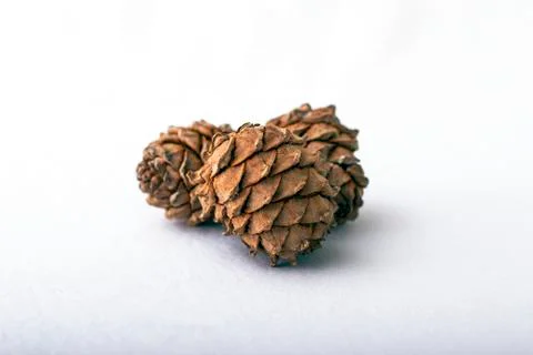 Cedar cones Stockfoto's