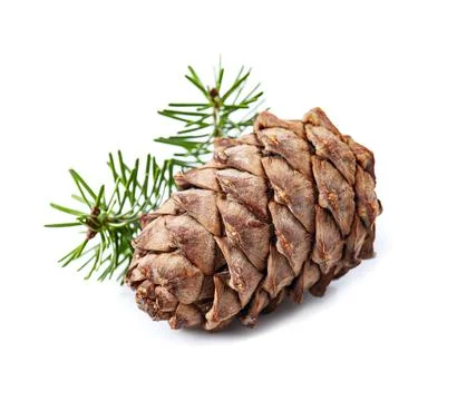Cedar cones Stock Photos