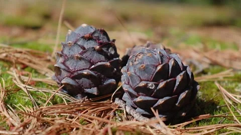 Cedar cones in resin lying on fallen needles in forest. closeup. selective focus Stock Footage 231850207