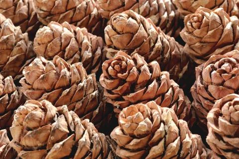 Cedar cones rows texture. Lot of pine lumps background. Bulk bumps backdrop. Stock Photos