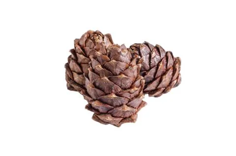Cedar cones on white background Stock Photos