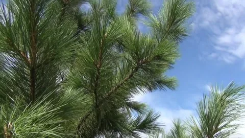 Cedar conifer branches against the background of a garden and blue sky Stock Footage 308867146