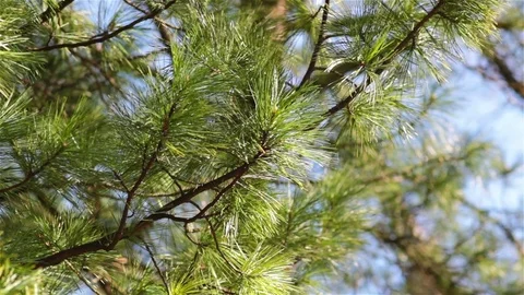 Cedar conifer Vídeos de archivo 75859748
