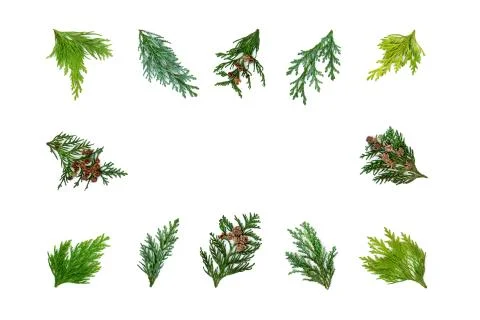 Cedar Cypress Abstract Background Border Stock Photos