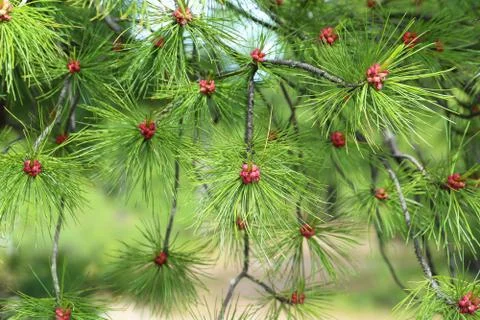 Cedar flowers close up 스톡 사진