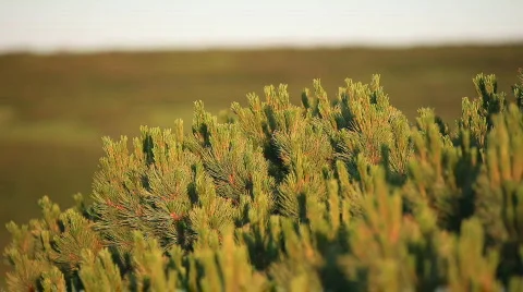 Cedar Video stock 587860