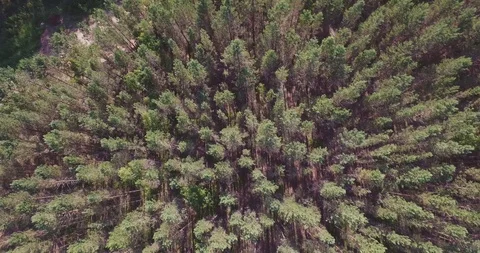 Cedar forest drone video Stock Footage 93308058