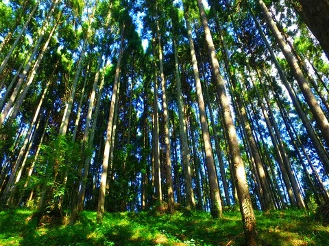 Cedar forest Stock Footage 80275035