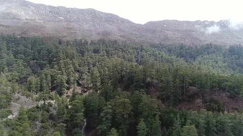 Cedar Forest Stock Footage 91818822