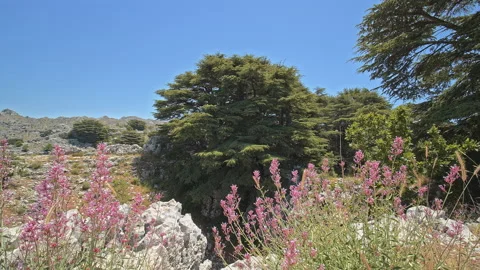 Cedar Forest Stock Footage 143067747