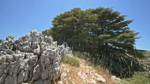Cedar Forest Stock Footage 143082182
