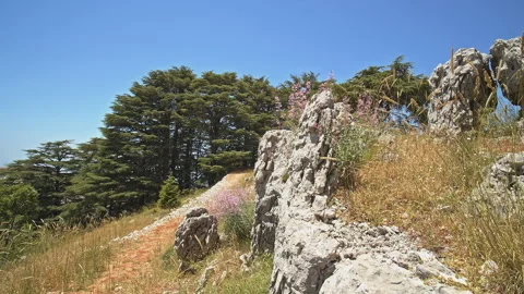 Cedar Forest Stock Footage 143122372