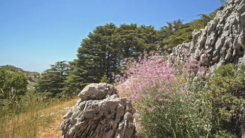 Cedar Forest Stock Footage 143123859