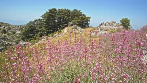 Cedar Forest Stock Footage 143167477