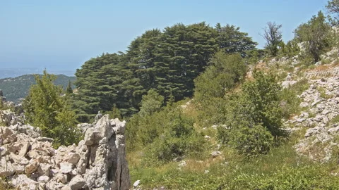 Cedar Forest Stock Footage 143171843