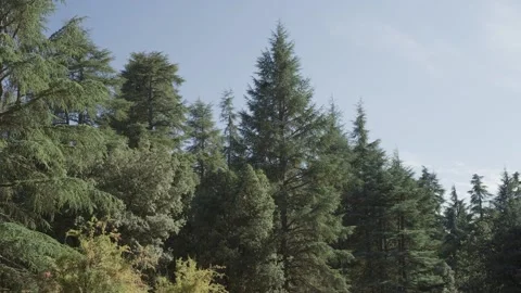 Cedar forest forest and Populus nigra trees. Stock Footage 139410591