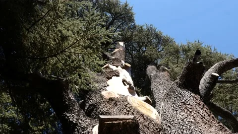 Cedar Forest, Lebanon 4k Stock Footage 162904330