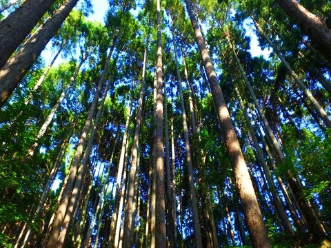 Cedar forest looking up Video stock 80075480