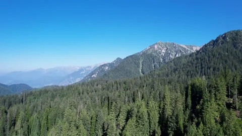 Cedar forest mountain range Stock Footage 342024214
