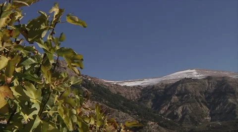 Cedar forest mountains pan Stock Footage 58209624
