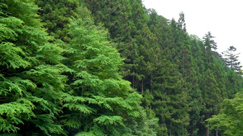 Cedar forest planted Stock Footage 244766575
