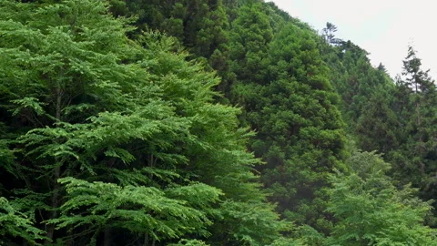 Cedar forest planted Stock Footage 244767519