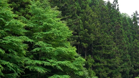 Cedar forest planted Stock Footage 244768171