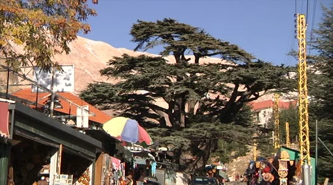 Cedar forest town car driving through Stock Footage 58209444