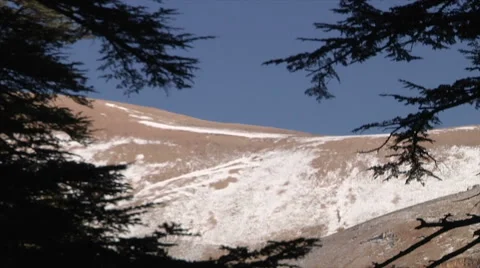Cedar forest zoom out mountain and trees Stock Footage 58209441