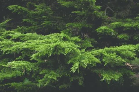 Cedar green branches Stock Photos