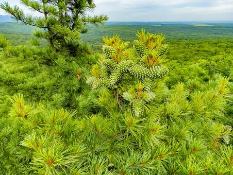 Cedar with green cones on the branches. Stock Photos