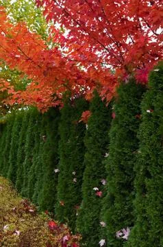 Cedar hedge and maple trees Stock Photos