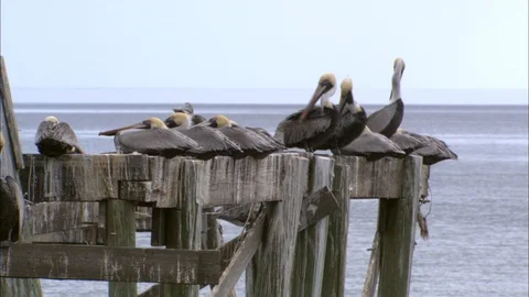 Cedar Key Sea Gulls Docks Vídeo Stock 86332134
