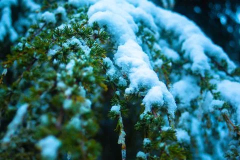 Cedar leaf covered by snowflakes Stock Photos