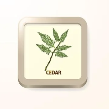 Cedar leaf Stock Illustration