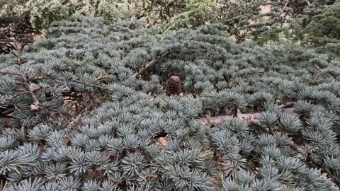 Cedar leaves 動画素材 243482723