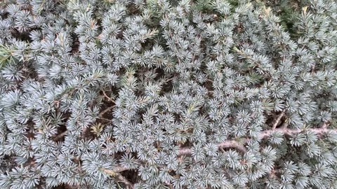 Cedar leaves 動画素材 243534712