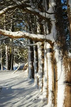 The Cedar Lineup Stock Photos