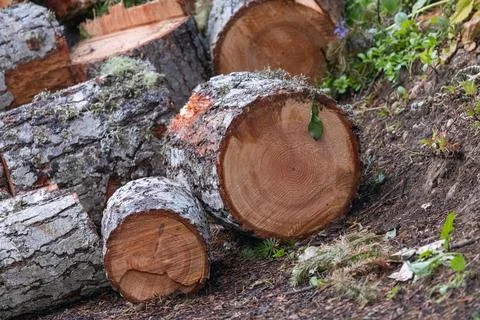 Cedar log rounds piled up ready to be stacked Stock Photos
