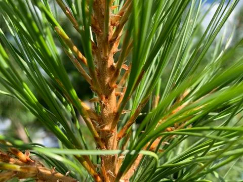 Cedar. Macro plan Stock Photos