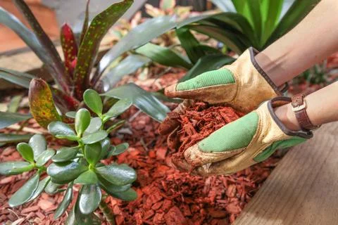 Cedar mulching garden Stock Photos